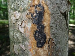 black spots on bark