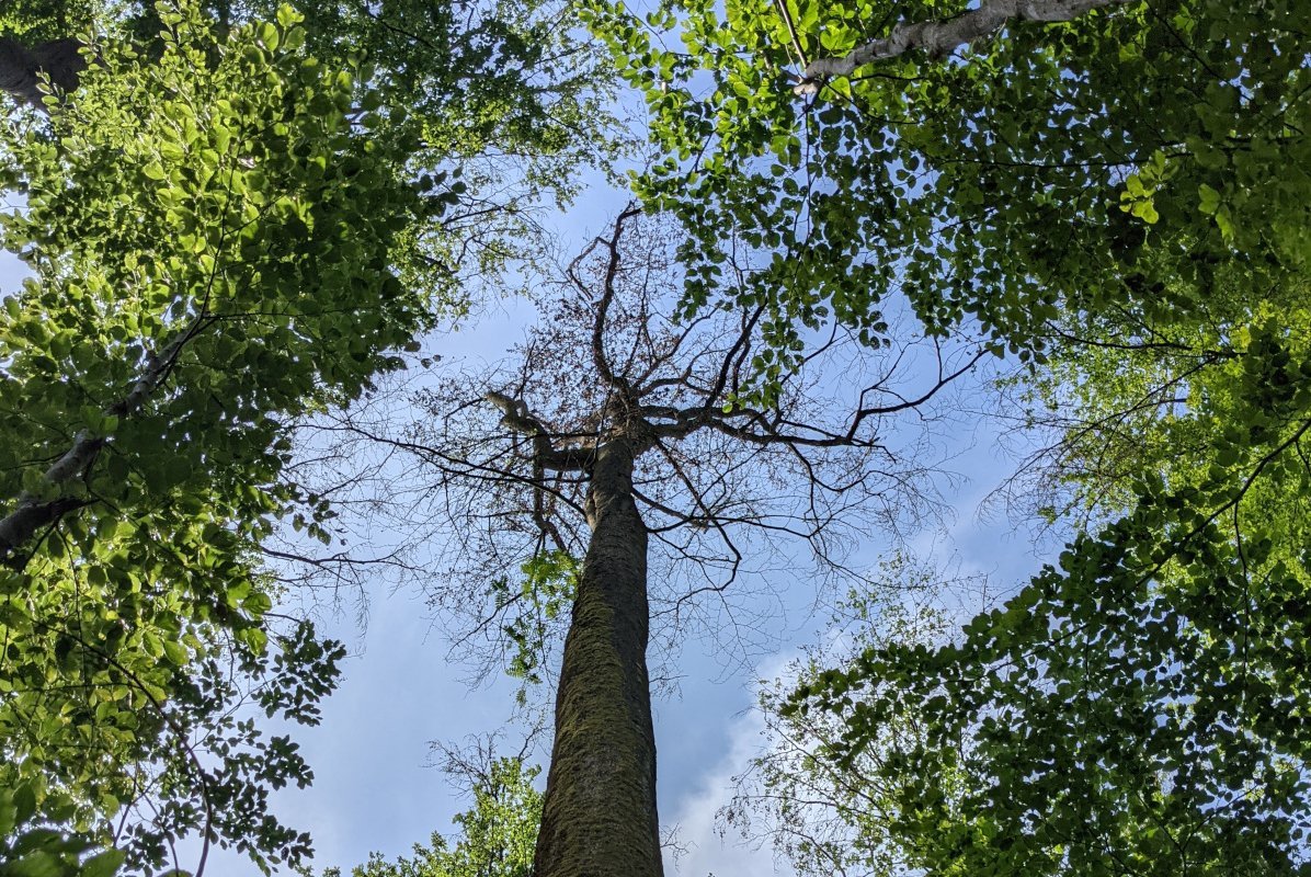 Abgestorbener großer Baum zwischen grünen Bäumen