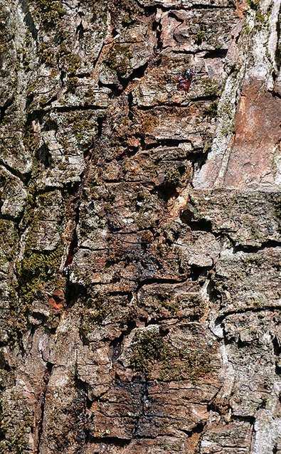 horse-chestnut bark death