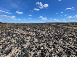 Verkohltes Getreidefeld nach der Ernte: Flurbrände durch Funkenflug gelten als häufige Ausgangspunkte für Waldbrände, insbesondere an trockenen Waldrändern.