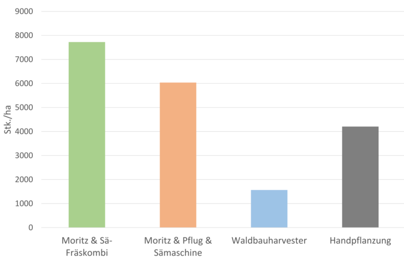 Verjüngungsergebnis der Buchensaat