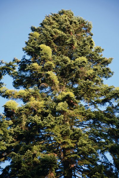 Von Misteln befallene Tanne