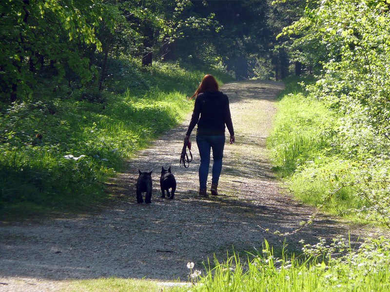 Spaziergängerin mit Hunden im Waldlabor