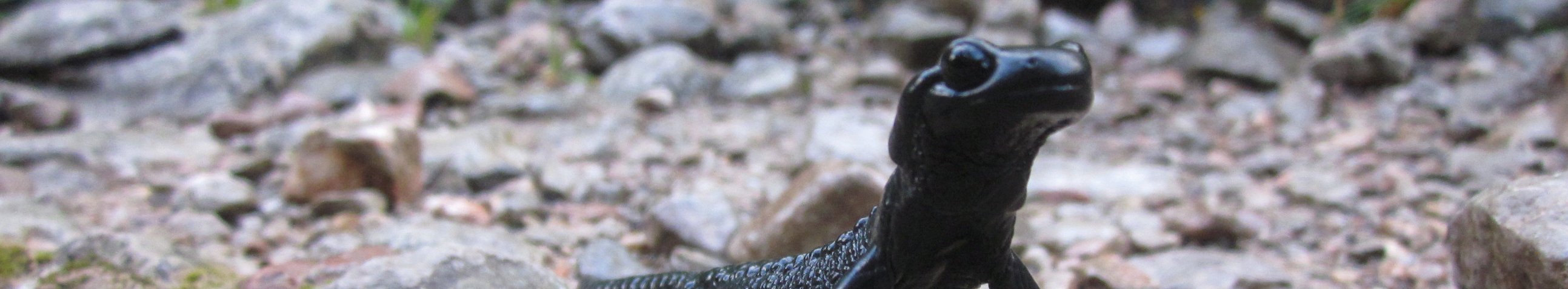 schwarzer Salamander