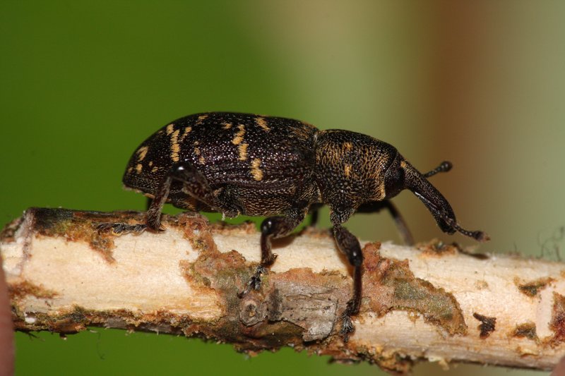 brauner Käfer mit einem Rüssel