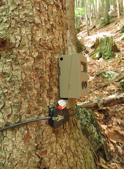 Wildcamera an einem Baum