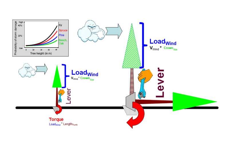 Figure 4: Relationship between tree height and storm damage risk. Left: low tree – low wind load (lower wind speed, smaller crown) with short lever (short stem) lead to low strain on the roots = low risk. Right: tall tree – large wind load (higher wind speed, larger crown) with long lever (long trunk) lead to much higher strain on the roots = very high risk.