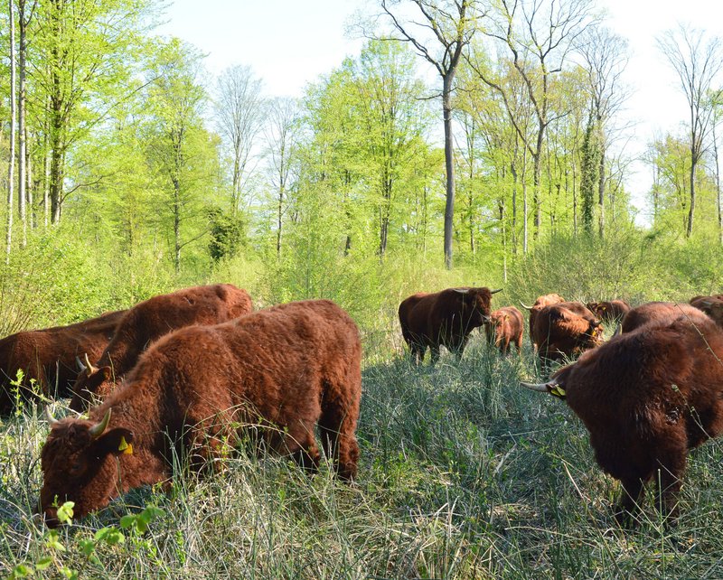 Strukturreiche moderne Waldweide im Projekt Wilde (Wald-)Weiden Taubergießen bei Kappel-Grafenhausen durch Salers-Rinder und Konik-Pferde. 