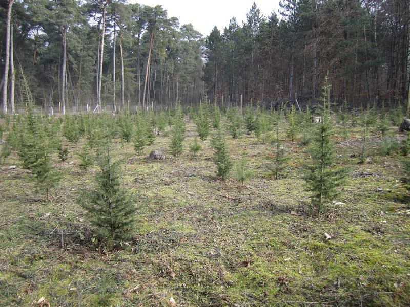 Site d'essais de plantation de cèdres du Liban à Mannheim.