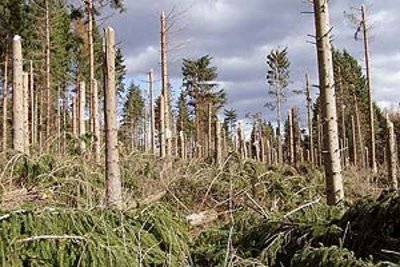 Vom Sturm gebrochene Stämme