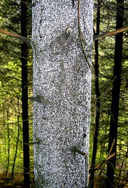 Typischer Frühjahrsstammlausbefall im Bestand Rötteler Wald (bei Kandern)