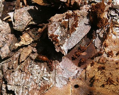 European spruce bark beetles 