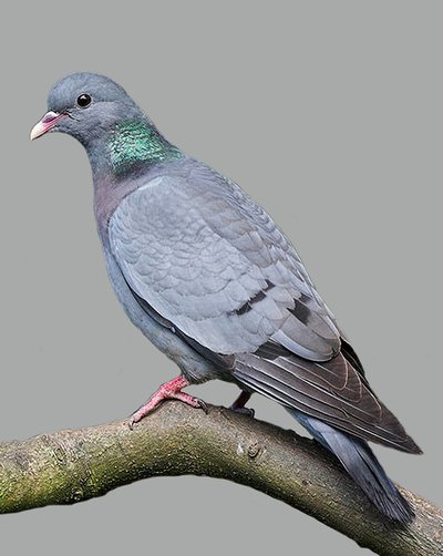 Pigeon colombin