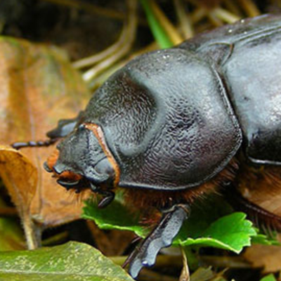 Hirschkäferweibchen