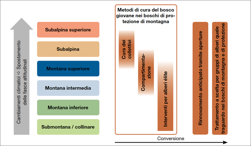 Metodi per la cura del bosco giovane