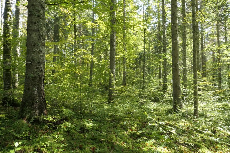 Structurally rich mixed stand