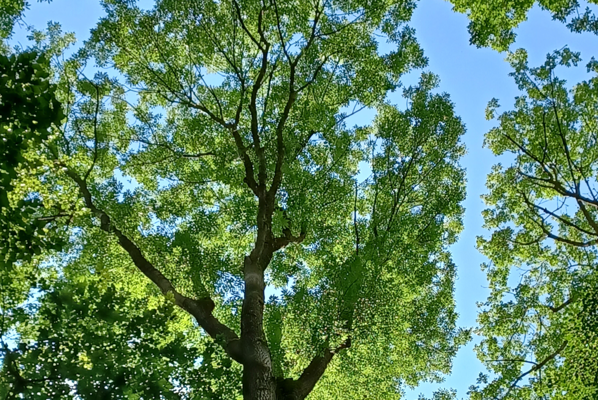 Laubbaum