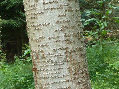 Gelbbraune, teils glänzende Rinde großen, rautenförmigen Korkwarzen