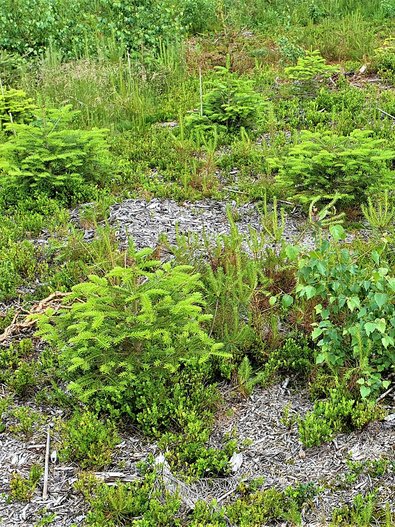 Ungeschädigte Herkunft Dobra