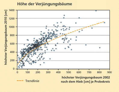 Höhe der Verjüngungsbäume