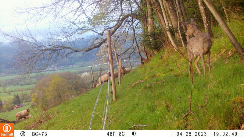 Ricke vor einem wolfsabweisend gestalteten und bestromten Elektrofestzaun mit dem Blick zu den Weideschafen.