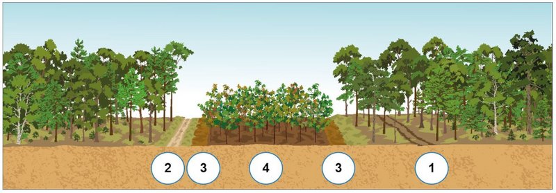 Grafik Bestockter Waldbrandriegel