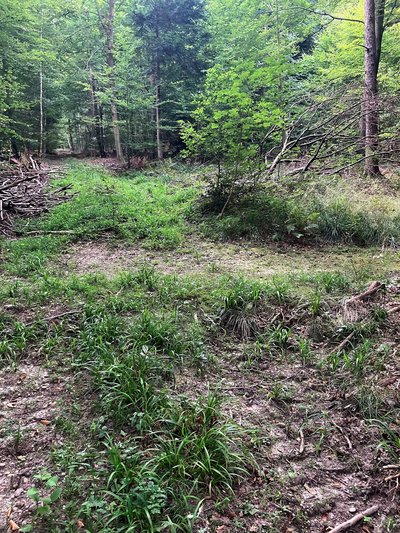 Versickerungsmulde im Waldbestand zur Aufnahme und Versickerung des aus einer Rückegasse abgeleiteten Wassers.