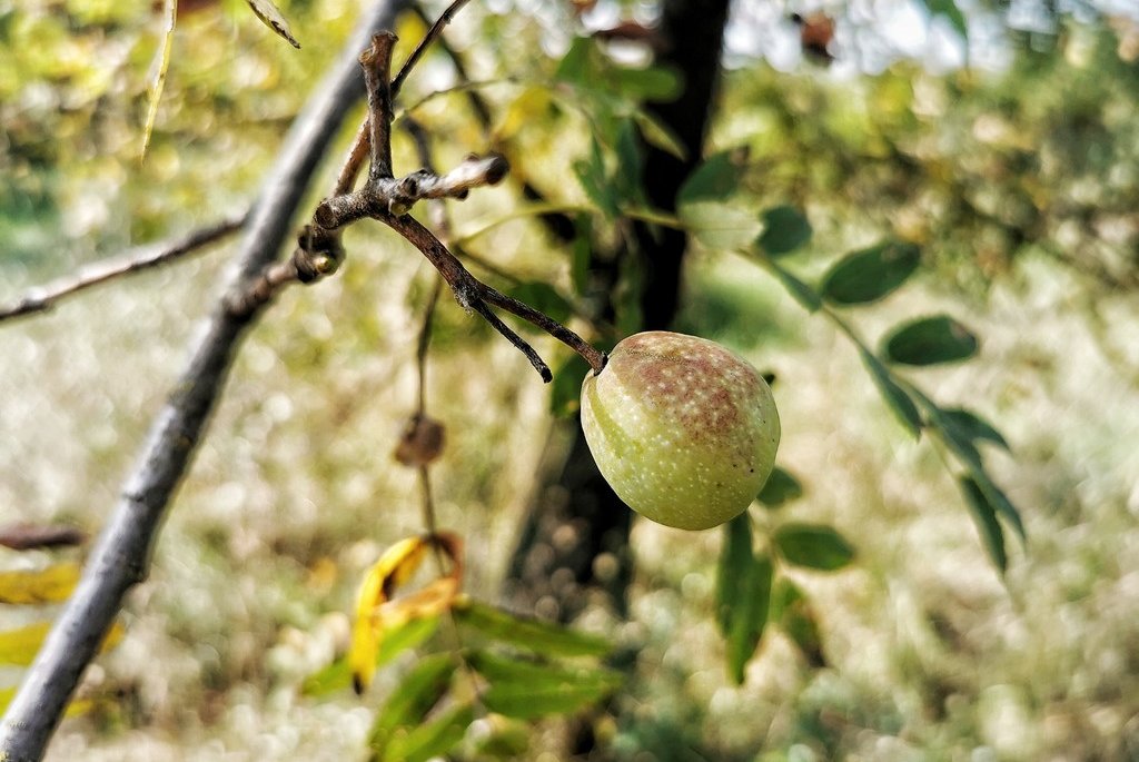 Frucht eines Speierlings in Nahaufnahme