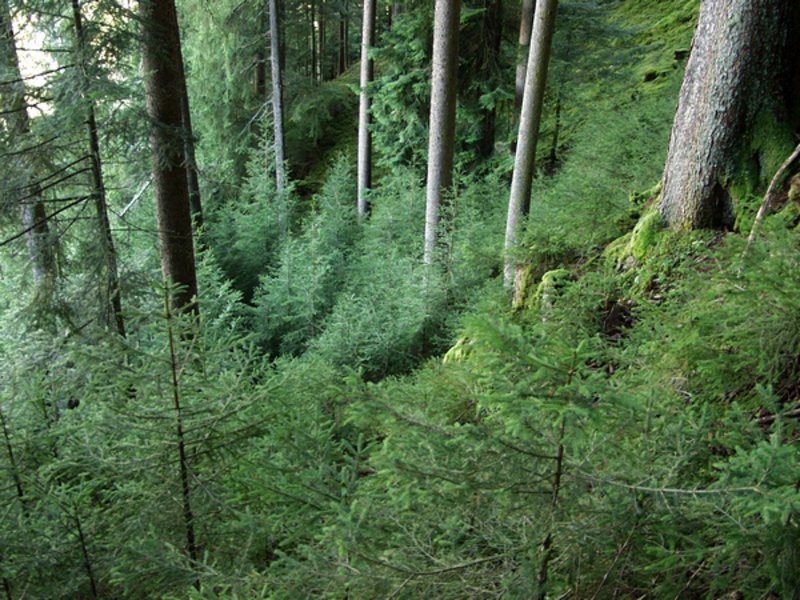 Abbildung 1: Generhaltungswälder werden so bewirtschaftet, dass sich mehrschichtig aufgebaute Bestände entwickeln, in denen ständig Auslese- und Anpassungsprozesse stattfinden können.  Bild: BFW