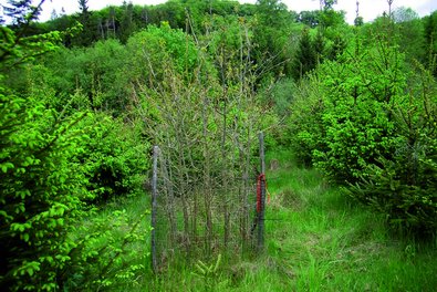 Abbildung 3: Eichennest geschützt, nach acht Vegetationsperioden.