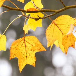 Blätter des Tulpenbaums mit 4 Spitzen, vom Herbst gelb gefärbt
