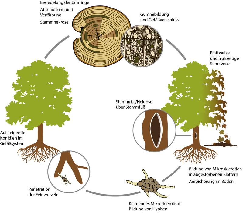Entwicklungszyklus des Pilzes Verticillium dahliae