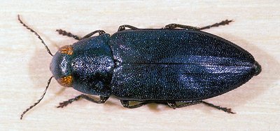 steelblue jewel beetle