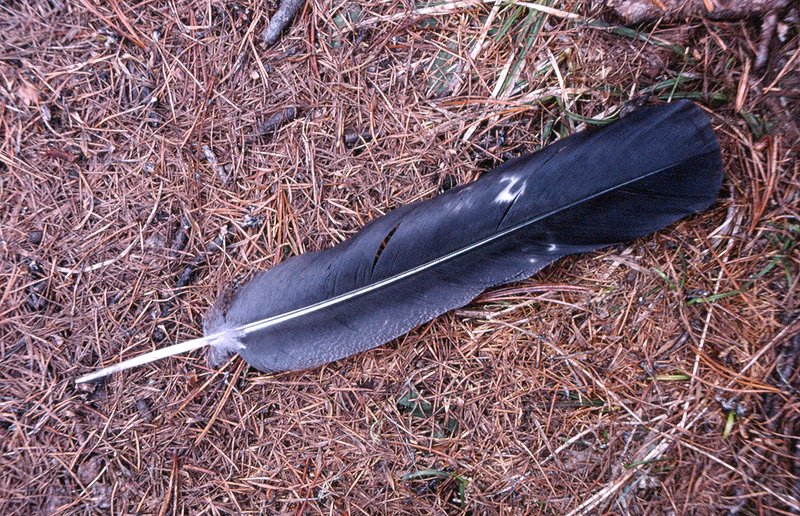 Feather of the capercaillie