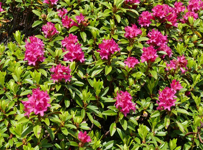 Alpine rose (Rhododendron ferrugineum)