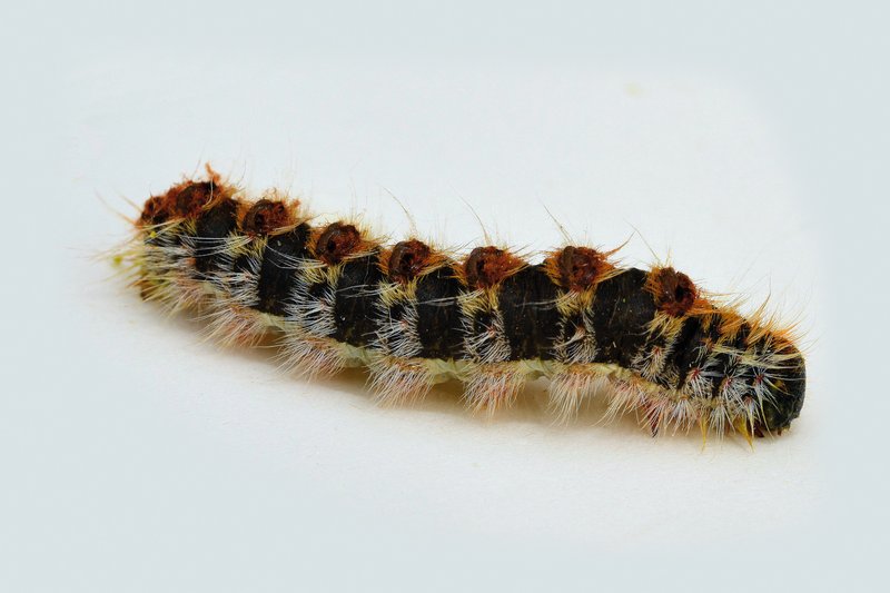 Großaufnahme einer Raupe des Pinienprozessionsspinners vor weißem Hintergrund