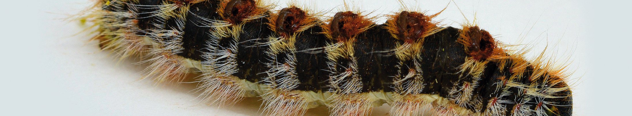 Großaufnahme des Pinienprozessionsspinners