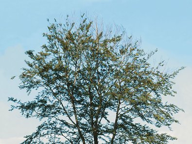 Buchenkrone mit nur noch wenigen grünen Blättern