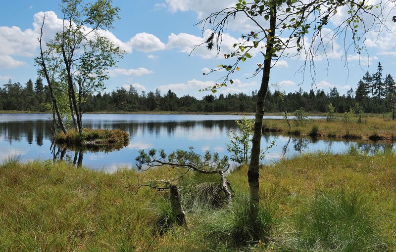 Der Wildsee bei Bad Wildbad liegt inmitten des Hochmoorgebiets auf dem Kaltenbronn im Nordschwarzwald.