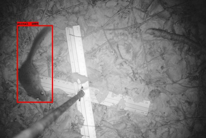 Wildtierkamerabild zeigt ein Tier von oben. Ein rotes Rechteck erkennt das Tier als solches.