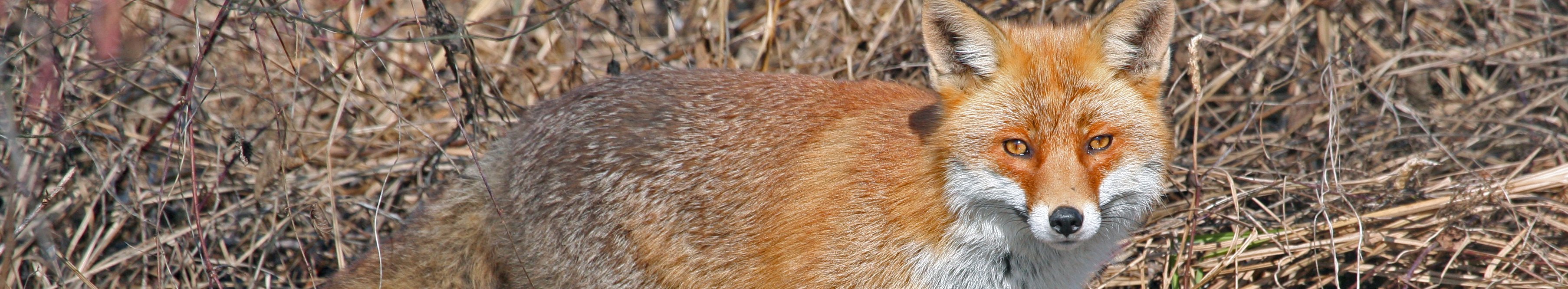 Fuchs