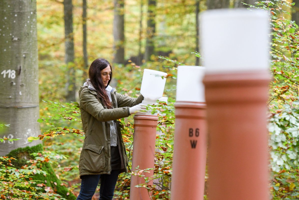 Mitarbeiterin entnimmt Wasserproben aus stehenden orangen Baurohren im Buchenwald
