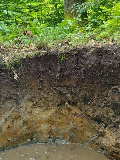 Waldboden im Anschnitt