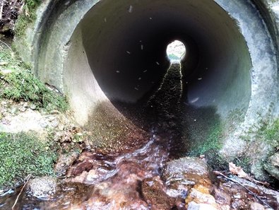 Betonrohr unter Waldweg, wegen fehlender Substratanlagerung können sich Kleinstlebewesen nicht fortbewegen. Auf einen kleinen Schwarm Eintagsfliegen wirkt die Verrohrung als Barriere