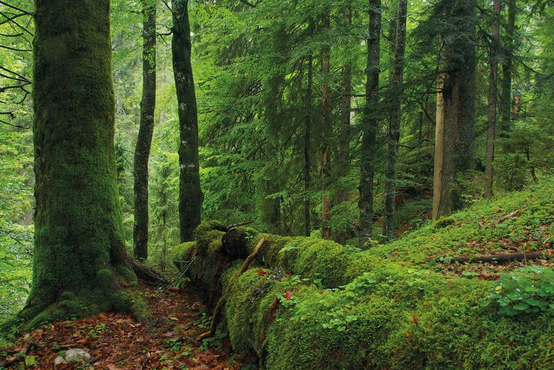 Laubwald mit viel Totholz