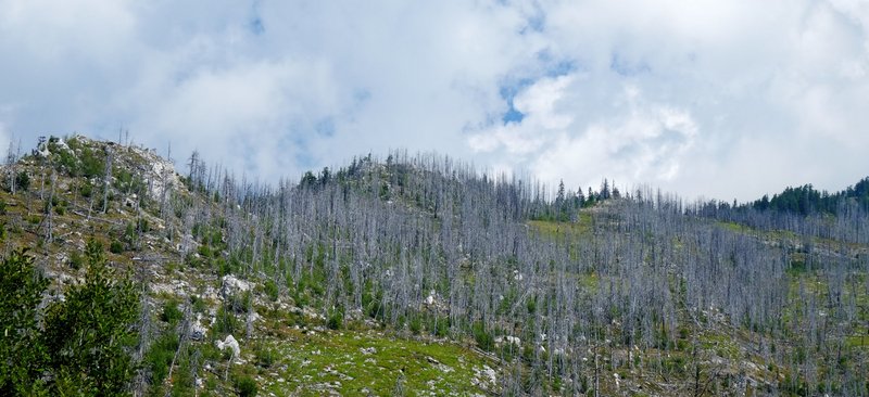 Abgestorbene Bäume im Gebirge