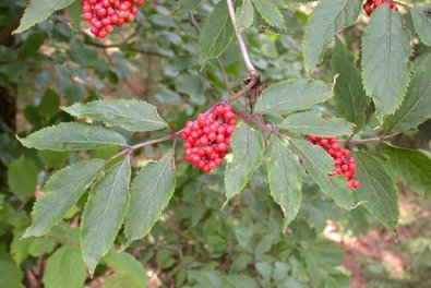 Shrub with red fruits