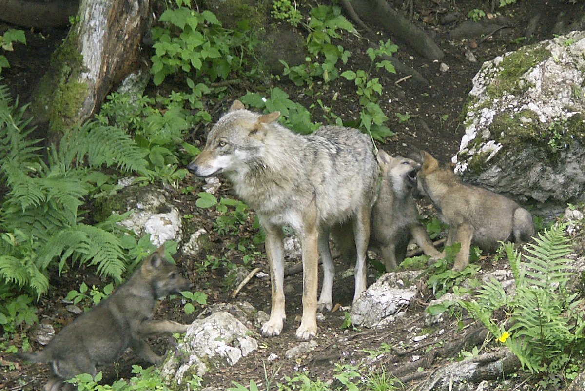 Wolfsfamilie
