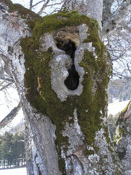 Cavité à terreau de tronc