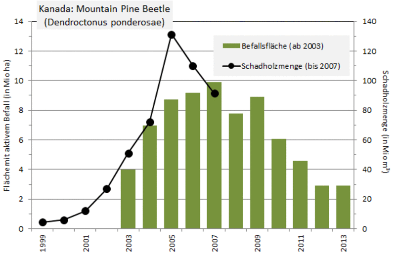 Befall des Mountain Pine Beetle in Kanada